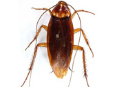 American Cockroach Bug