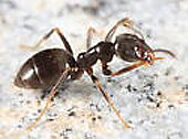 Ant Pest Killer