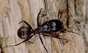 Carpenter Ants