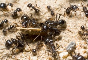 Professional Bug Exterminator Professional Bug Exterminator