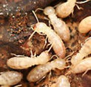 Termite Control / Exterminate